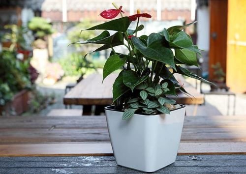 Floravi Aqua | selbstbewässernder Blumentopf für Innen- und Außenbereiche